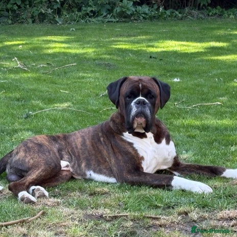 Boxer dogs - Advert 6
