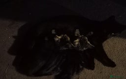 Mixed Breed cats for sale: 2 tabby girls 1 black girl - Image 2