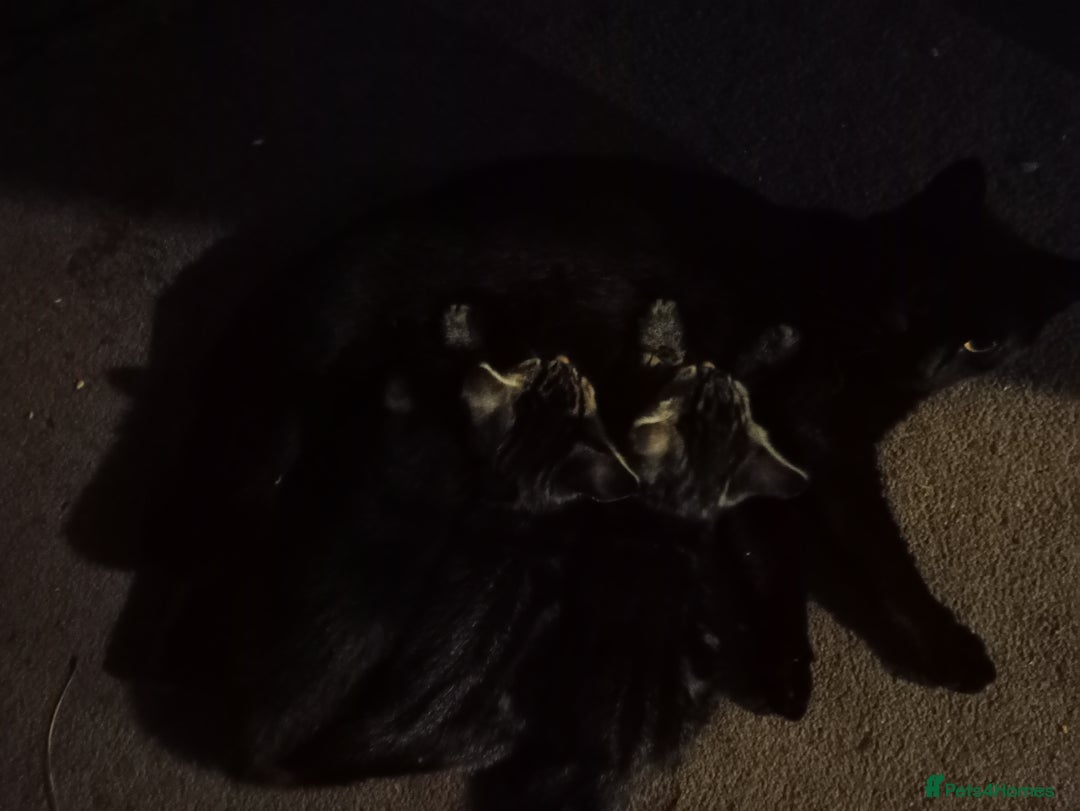 Mixed Breed cats for sale: 2 tabby girls 1 black girl - Image 2