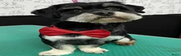 Havanese dogs for sale: Two beautiful girls available - Advert 2