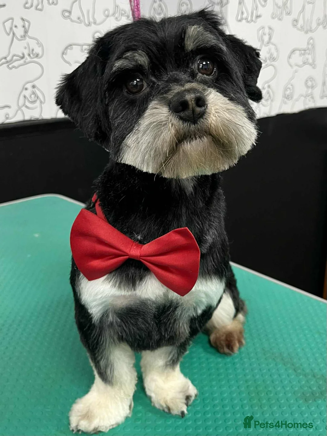 Havanese dogs for sale: Two beautiful girls available - Advert 2