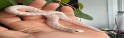 Snake reptiles for sale: Various Western Hognose Hatchlings - Advert 23
