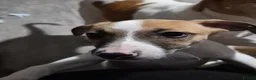 Lurcher dogs for sale: Beautiful Lurcher Litter - Advert 4