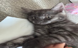 Mixed Breed cats for sale: 12 week old male mixed breed kitten for sale - Image 5