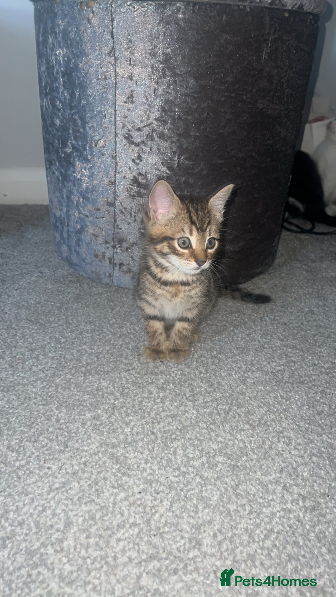 Mixed Breed cats for sale: Kittens  - Advert 21