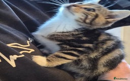 Mixed Breed cats for sale: Grey tabby kittens - Image 6