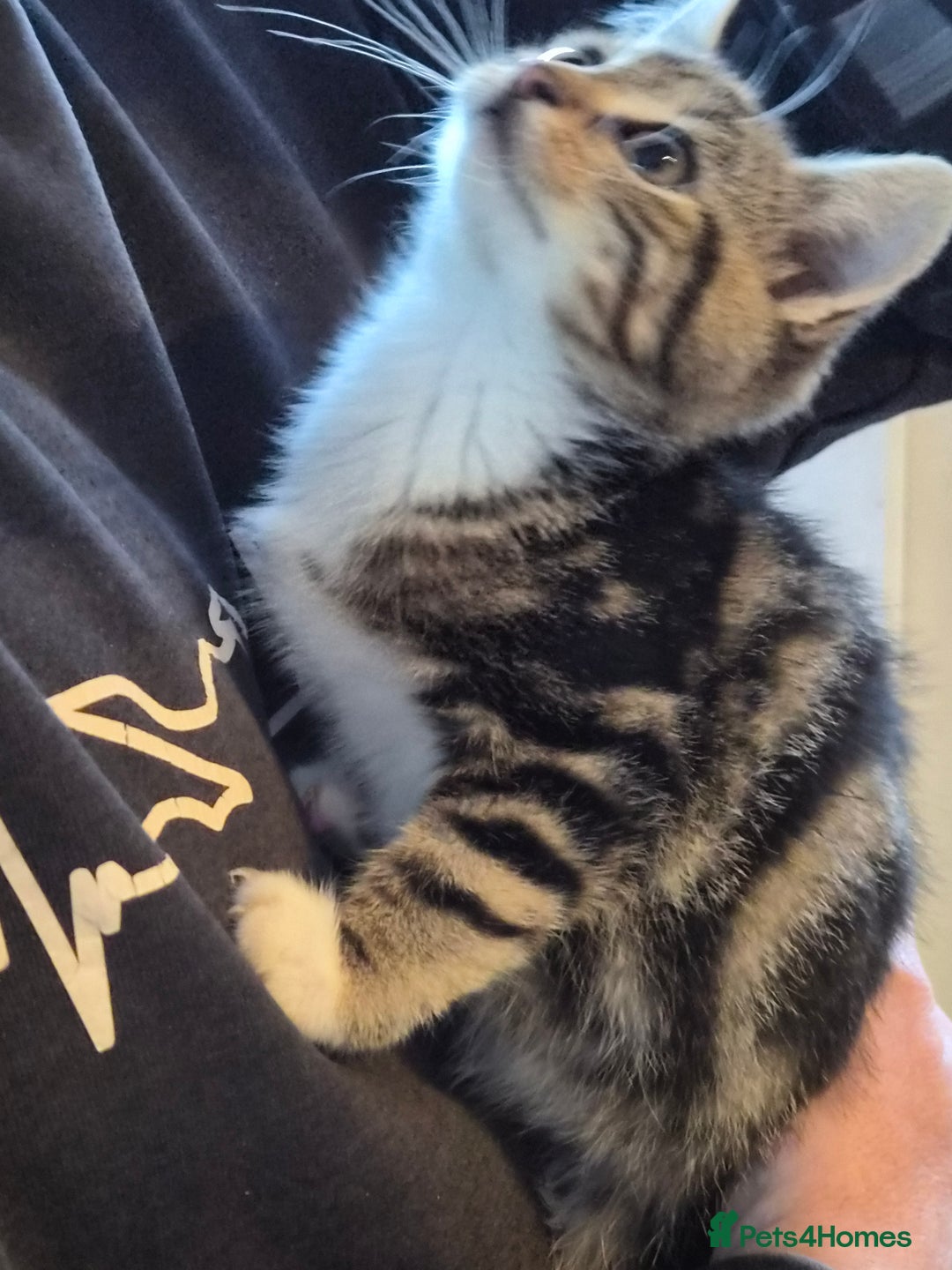 Mixed Breed cats for sale: Grey tabby kittens - Image 6