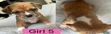 Mixed Breed Girl 5