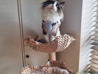 Ragdoll cats in London - Advert 28