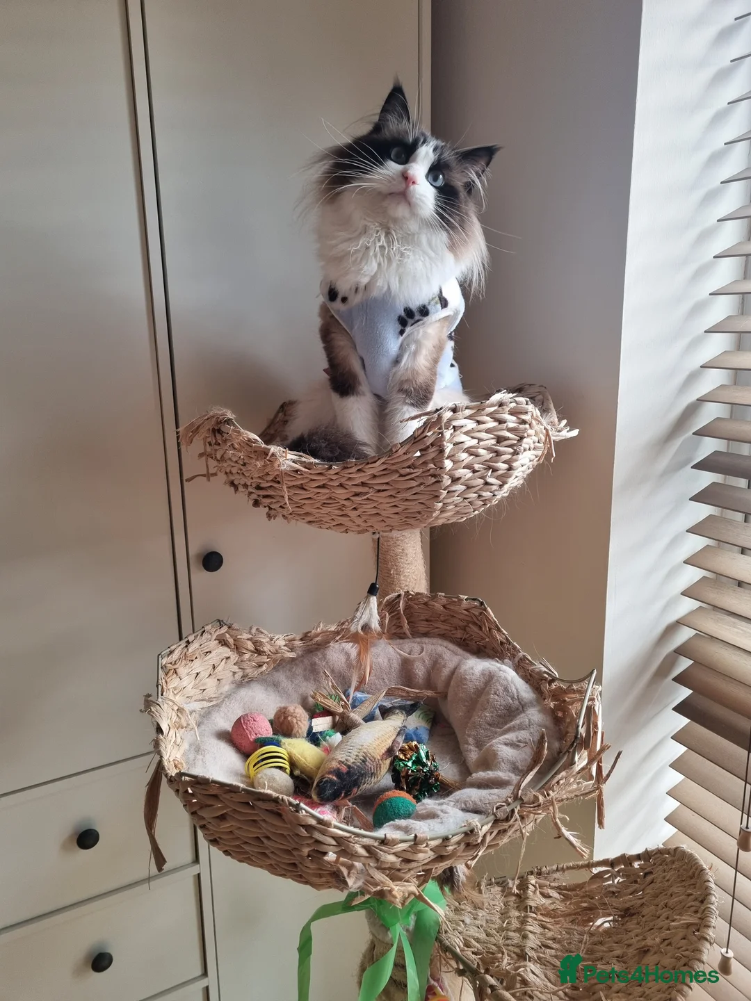 Ragdoll cats for stud: ✨Stunning proven seal Bi-colour boy for stud 🐈 in London - Advert 1