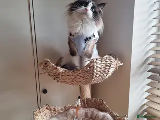 Ragdoll cats ✨Stunning proven seal Bi-colour boy for stud 🐈 in London - Advert 7