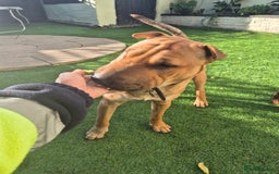 Mixed Breed dogs for sale: English bull terrier x shar pei - Image 4