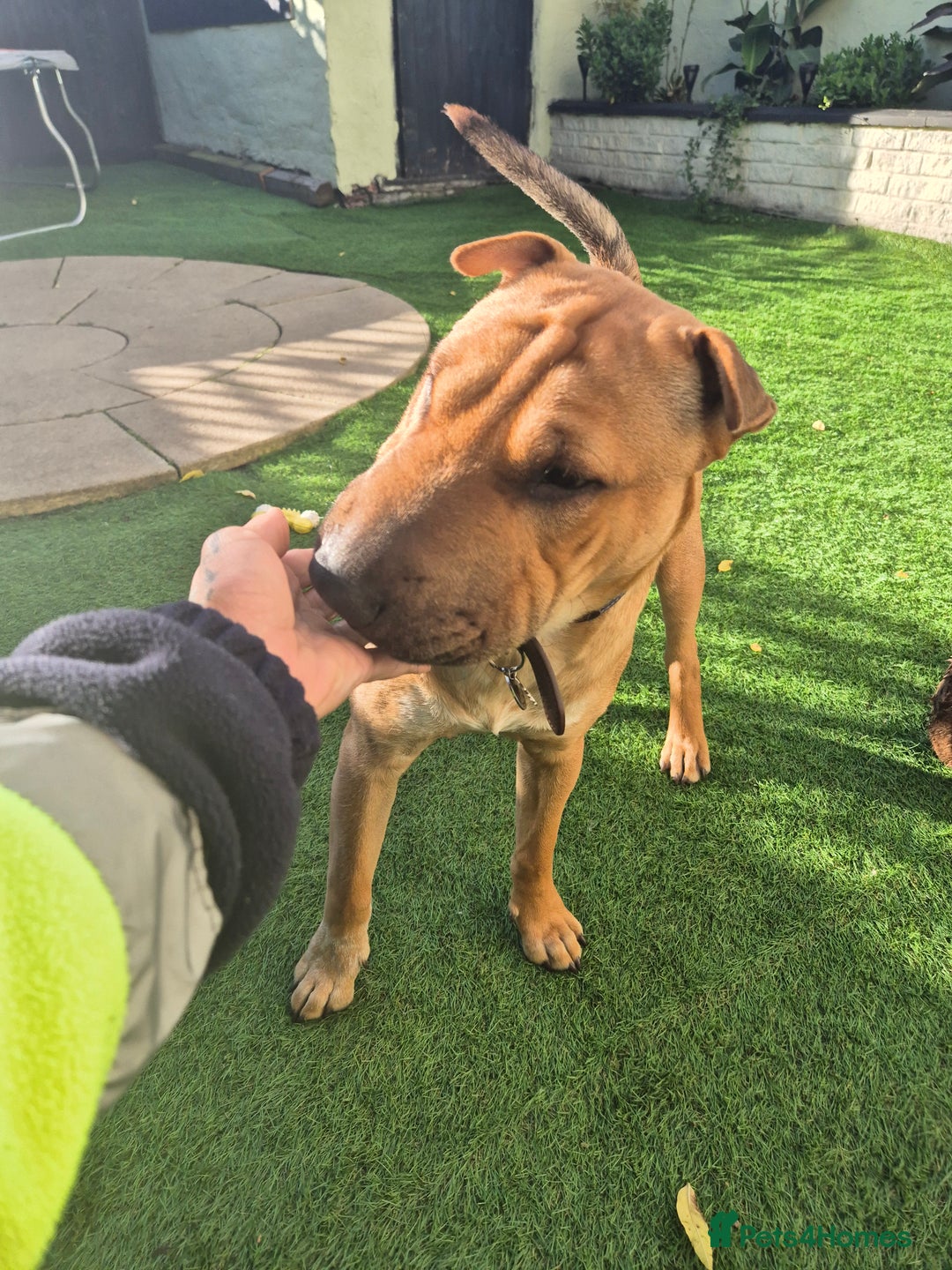 Mixed Breed dogs for sale: English bull terrier x shar pei - Image 4