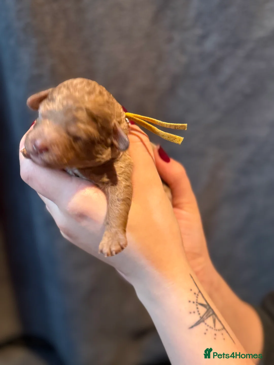 Cavapoo dogs for sale: F1b Health tested Phantom chocolate Merle Cavapoo - Advert 24