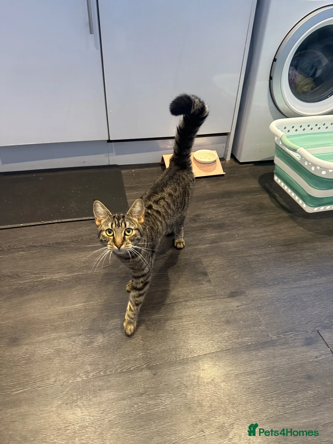 British Shorthair cats for sale: Selling a gorgeous kitten 10 months in Uxbridge - Advert 5