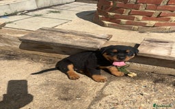 Rottweiler dogs for sale: Championship full pedigree Rottweilers! **1 left** - Image 13