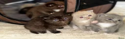 Ragdoll cats for sale: I have a beautiful litter of 5 kittens  - Advert 5