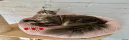 Maine Coon cats for sale: Pedigree Massive TICA registered kittens  - Advert 21