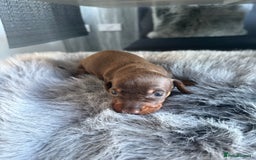 Miniature Dachshund dogs for sale: Beautiful miniature dauchounds for sale  - Image 7
