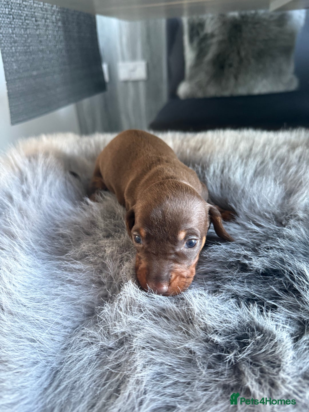 Miniature Dachshund dogs for sale: Beautiful miniature dauchounds for sale  - Image 7