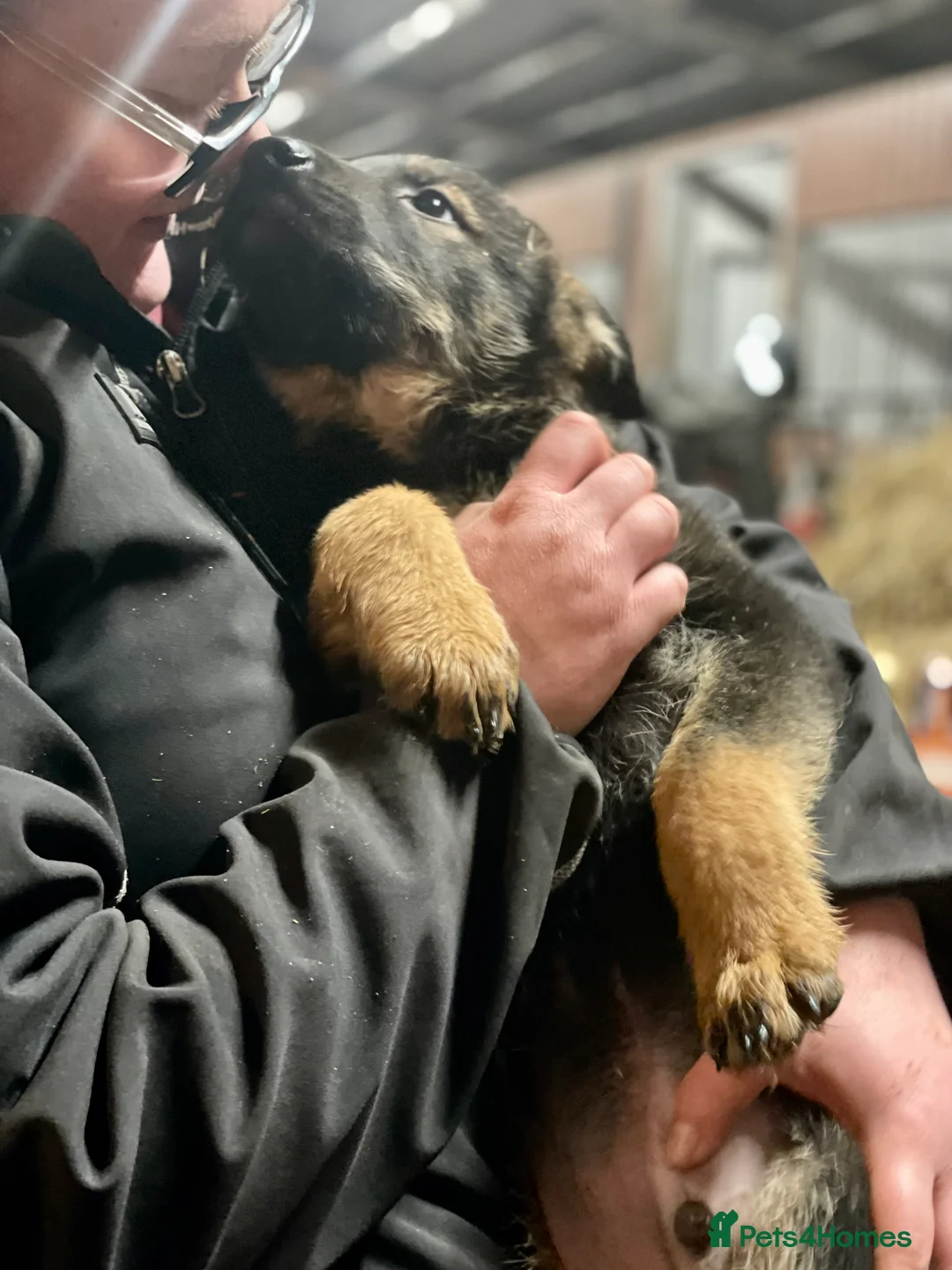 Shepsky dogs for sale: German Shepherd cross Husky Puppies  - Advert 9