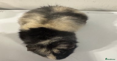 Guinea Pig rodents - Advert 2