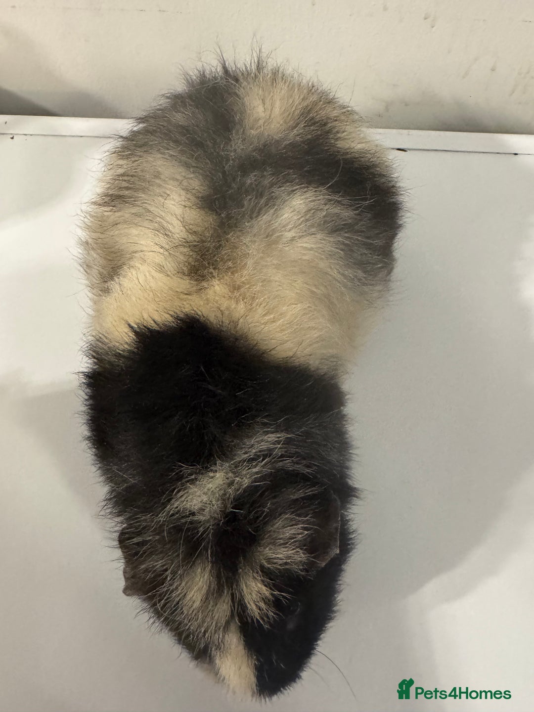 Guinea Pig rodents for sale: Stunning male  guinea pig  - Image 2