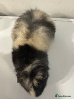 Guinea Pig rodents - Advert 4