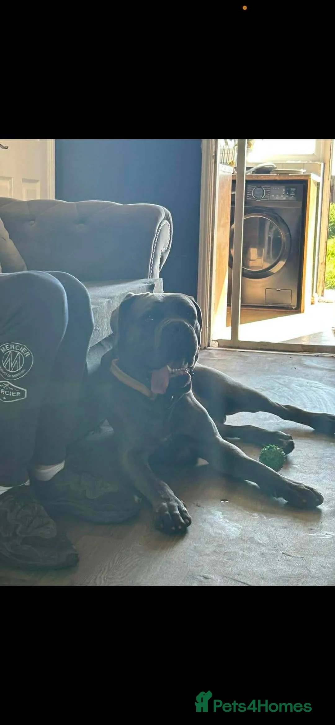 Cane Corso dogs for sale: Cane coseo male 2 and half years old  - Advert 8