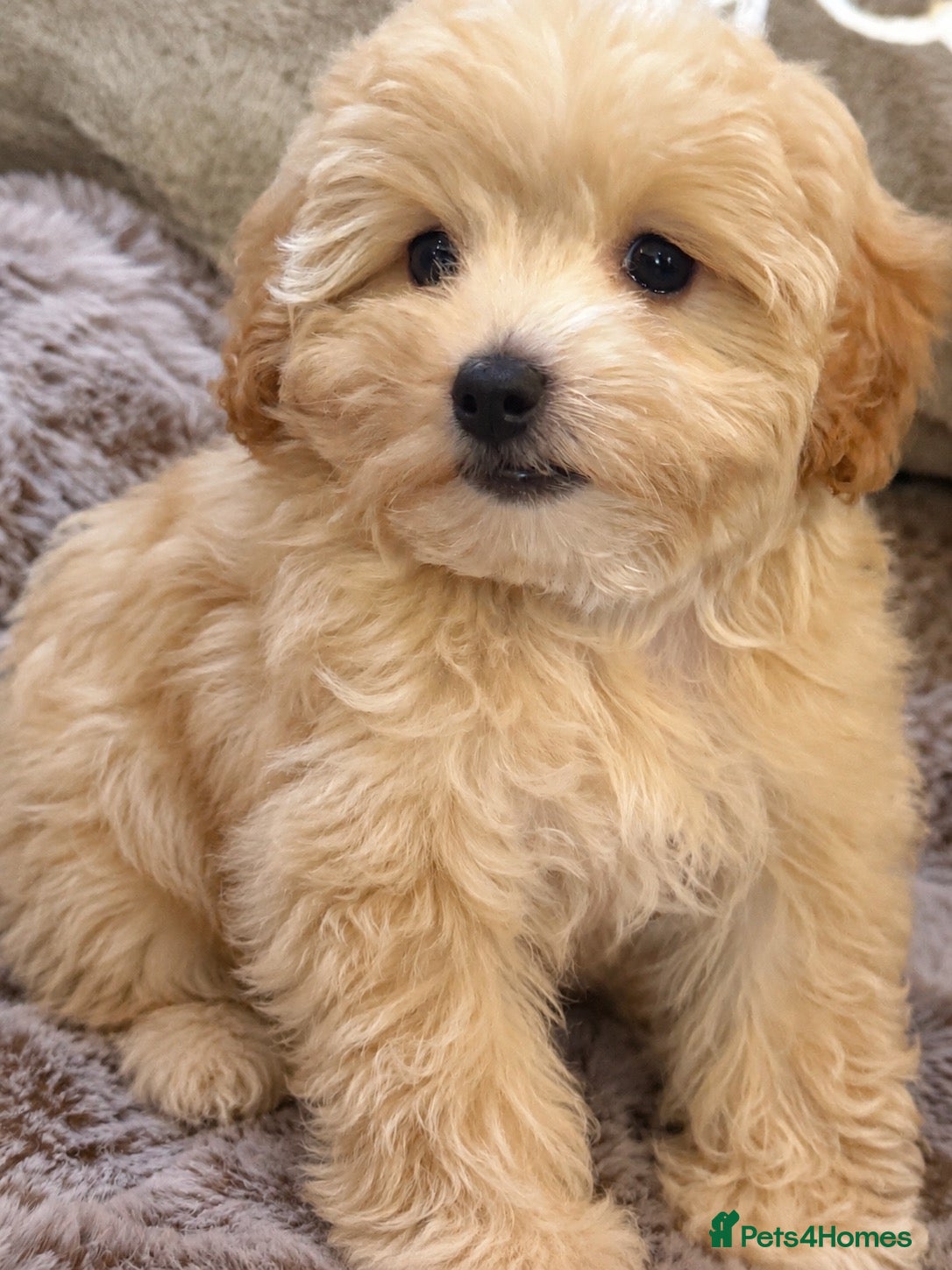 Maltipoo dogs Maltipoo Baby Boys  - Advert 1