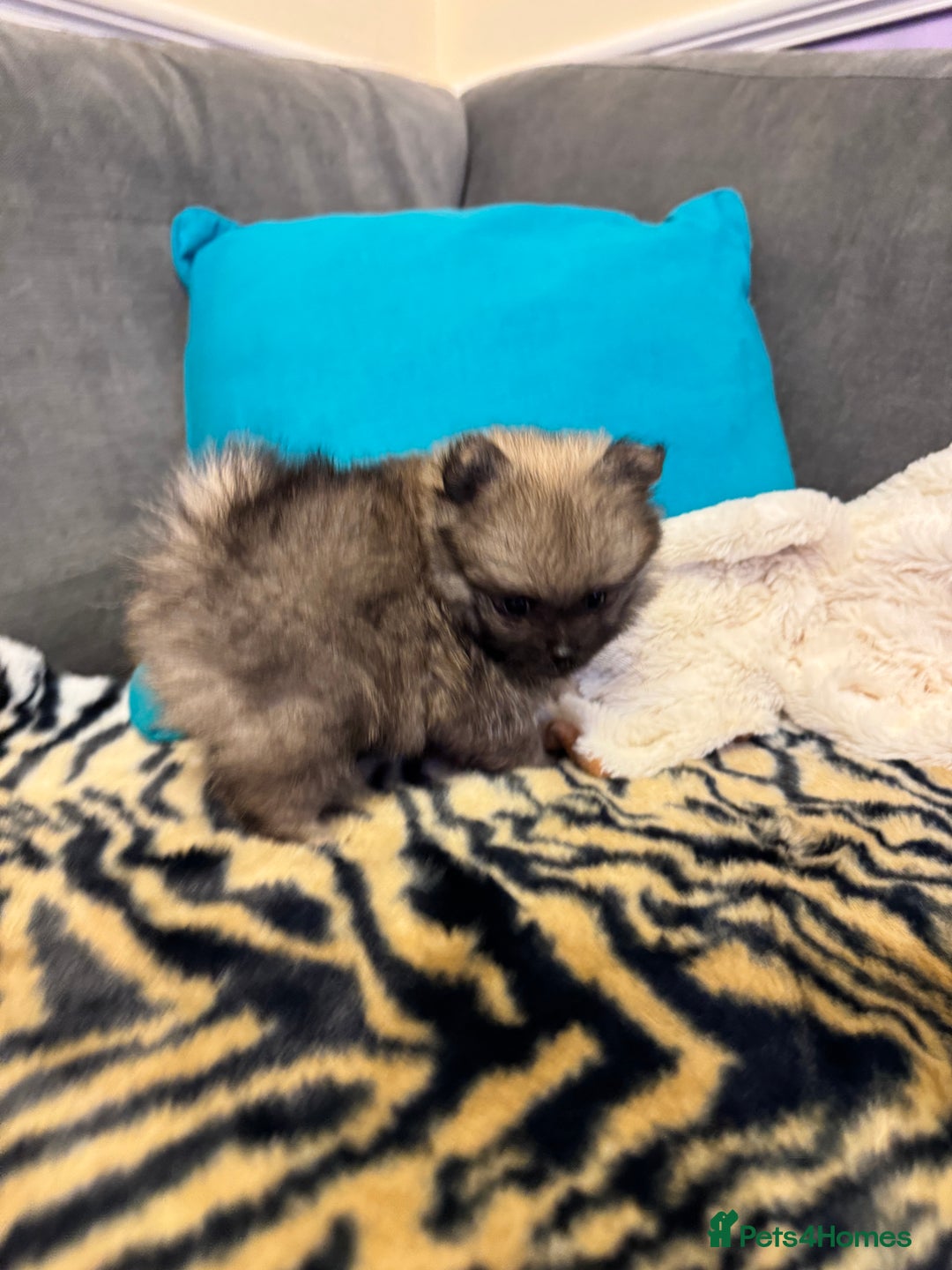 Pomeranian dogs for sale: ❤️Beautiful Pomeranian puppies❤️ - Advert 29