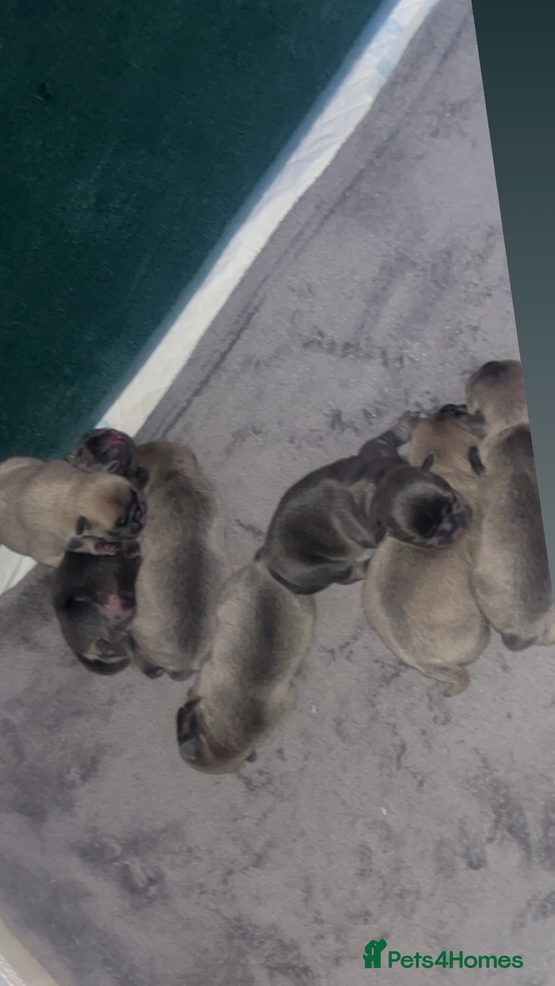 Frug dogs for sale: 4 boys 3 girl frug puppies  - Image 1