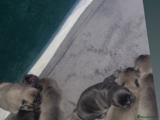 Frug dogs 💙 1 boy Frug puppy left - Advert 15