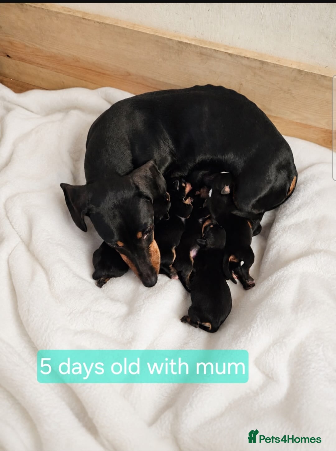Jackshund dogs DachshundxJack Russell Puppies  - Advert 2