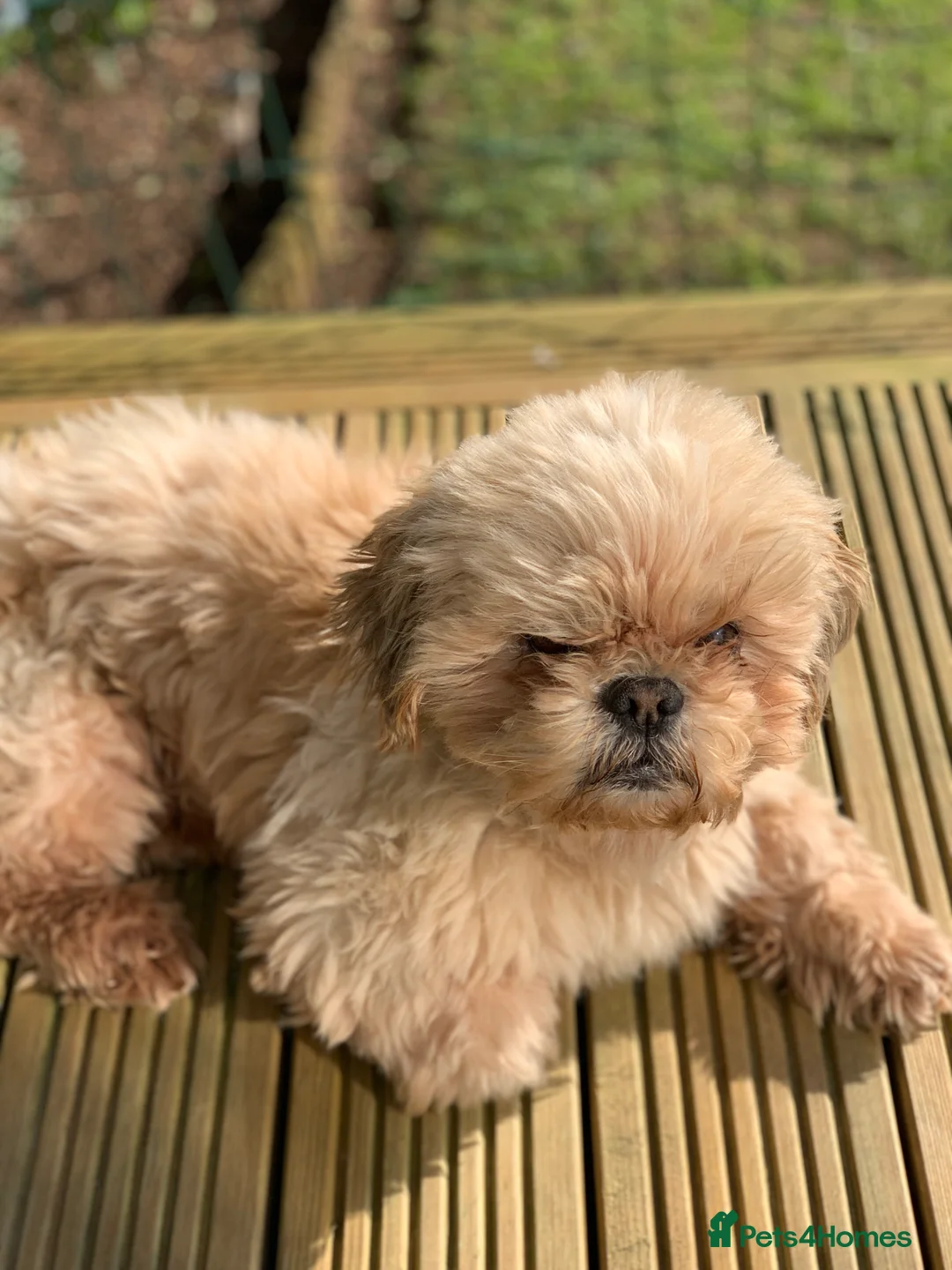 Shih Tzu dogs for stud: KC registered , beautiful stud dog in Cullompton - Advert 18
