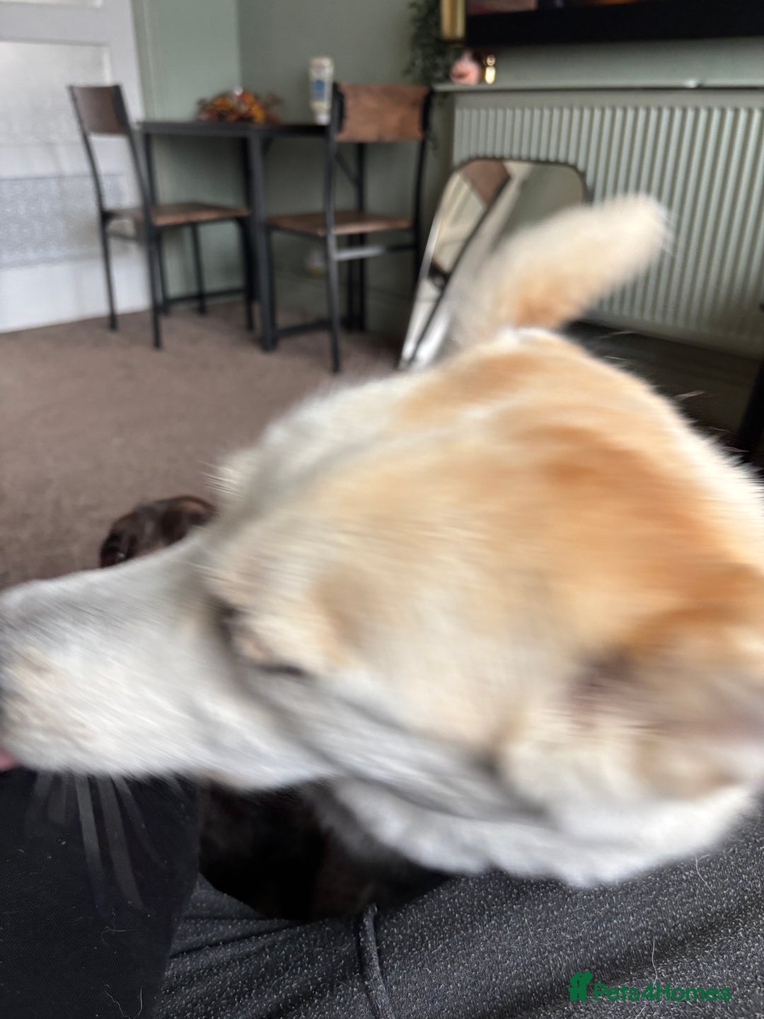 Mixed Breed dogs for sale: 2 year old Husky and 3 year old springer spaniel - Image 5