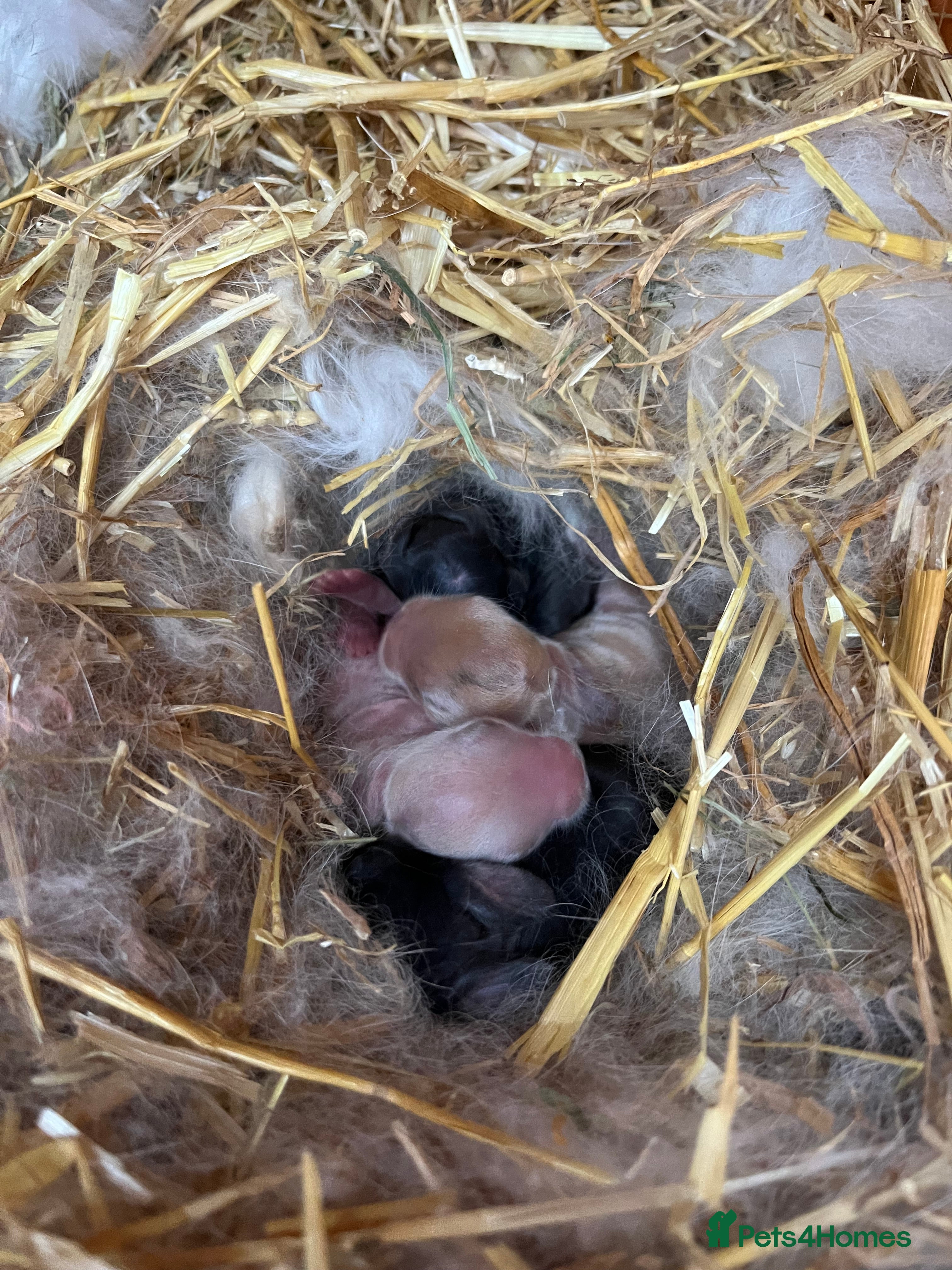 Mini Lop rabbits Gorgeous Purebred Mini Lop Babies – Ready April - Advert 14