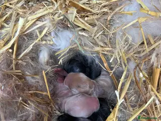 Mini Lop rabbits Gorgeous Purebred Mini Lop Babies – Ready April - Advert 14