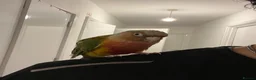 Conures birds for sale: Tamed Conure Parrot + large cage included in Kingston upon Thames - Advert 7