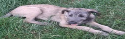 Irish Wolfhound dogs for sale: Beautiful KC Reg. Irish Wolfhound Female Puppy  - Advert 6