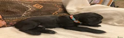 Sprocker dogs for sale: 8 beautiful healthy friendly little Sprocker pups - Advert 25