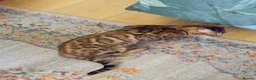 Bengal cats for sale: Ticca registered active male  - Advert 13