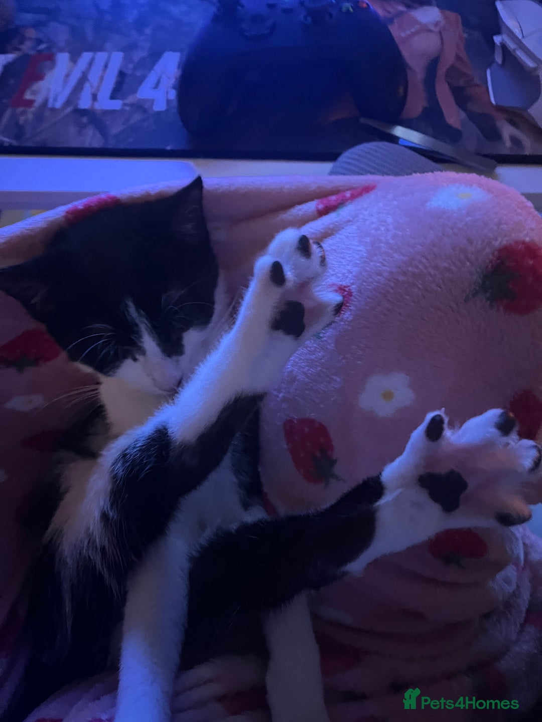Mixed Breed cats for sale: 🐾 Three Beautiful Cats Looking for Loving Homes  - Image 8