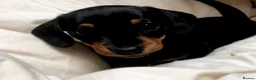 Miniature Dachshund dogs for sale: Miniature dachshund in Benfleet - Advert 10