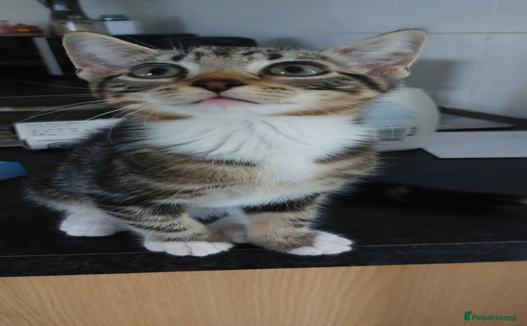 Domestic Shorthair cats - Advert 3