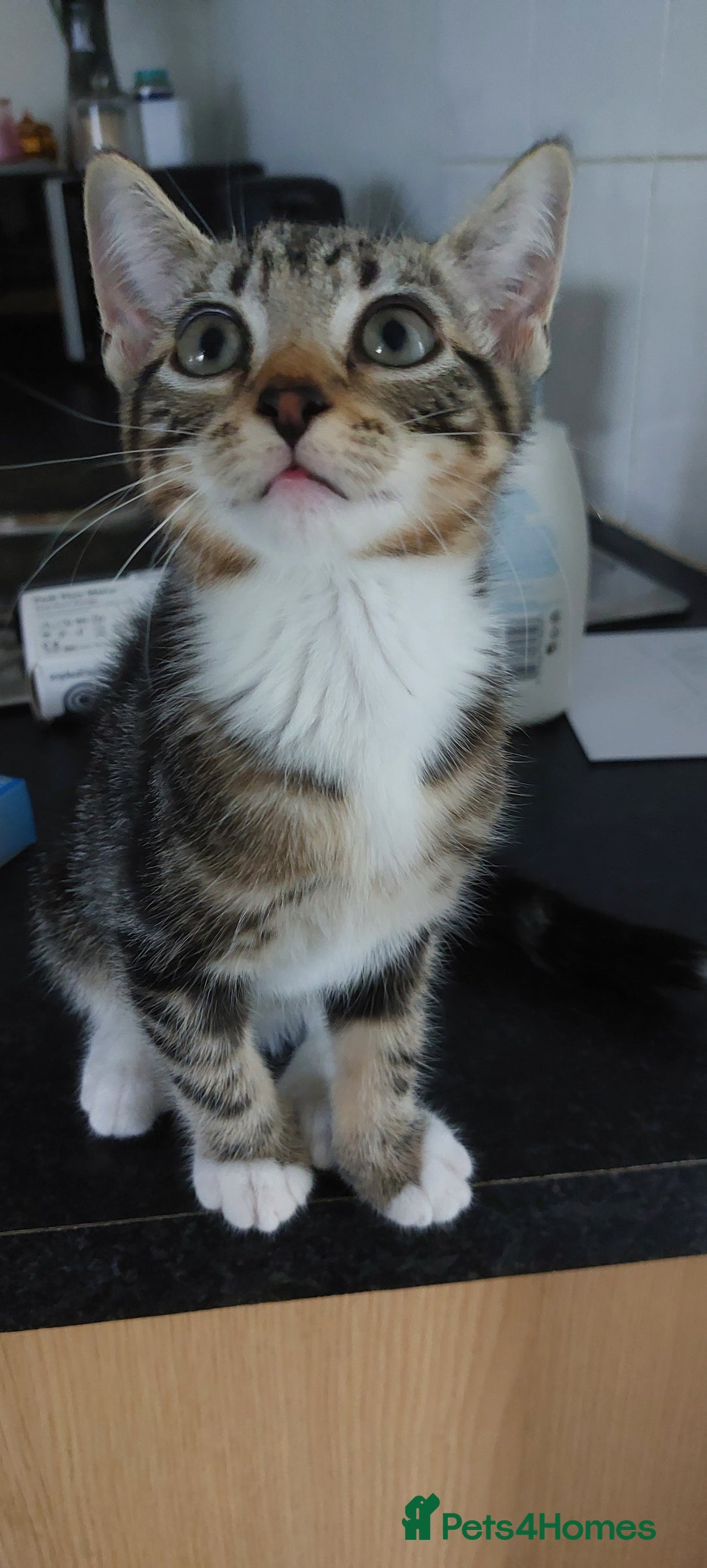 Domestic Shorthair cats for sale: 4 month old kitten - Image 1