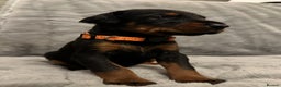 Dobermann dogs for sale: Amazing Dobermann puppies.  - Advert 13
