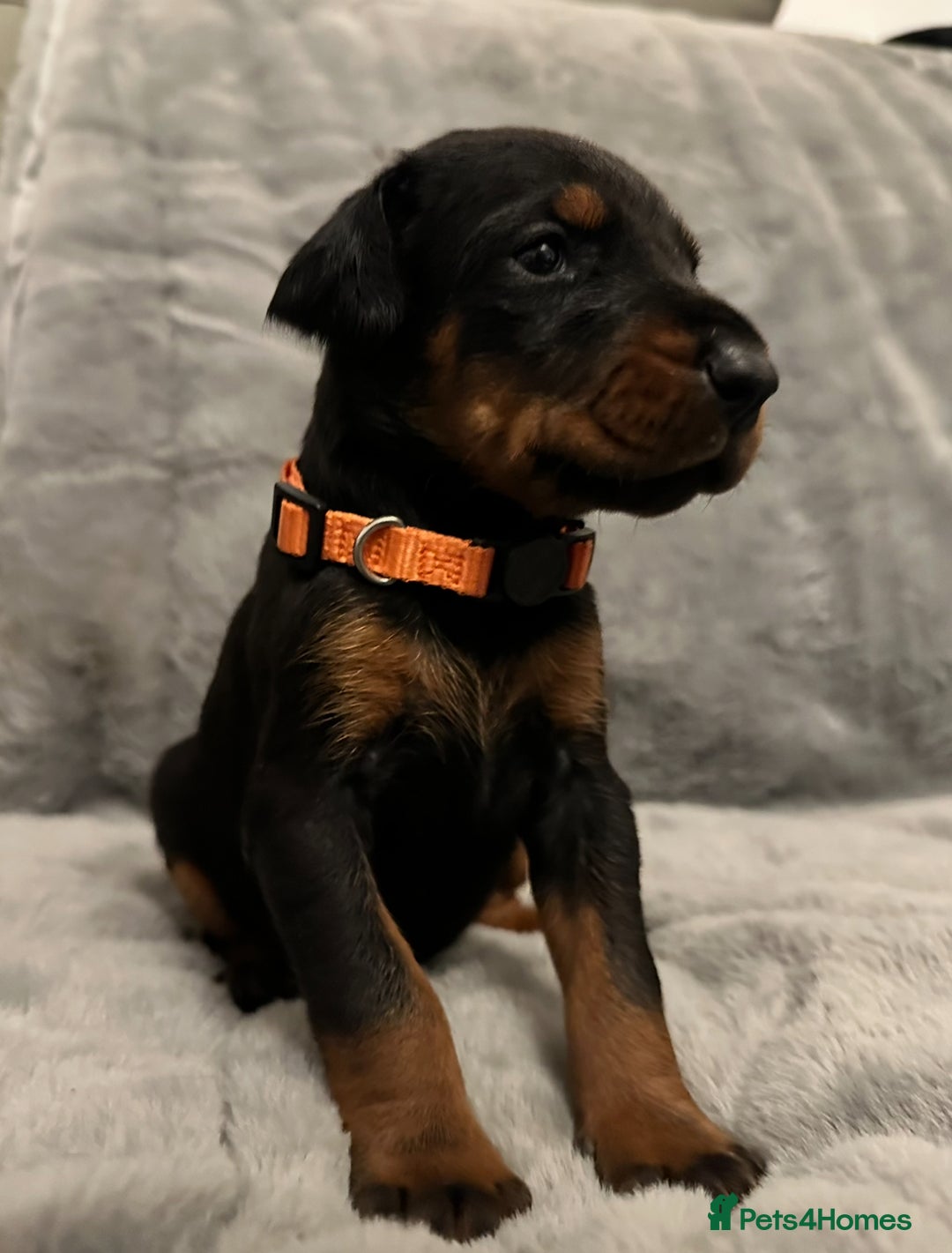 Dobermann dogs for sale: Amazing Dobermann puppies.  - Advert 13