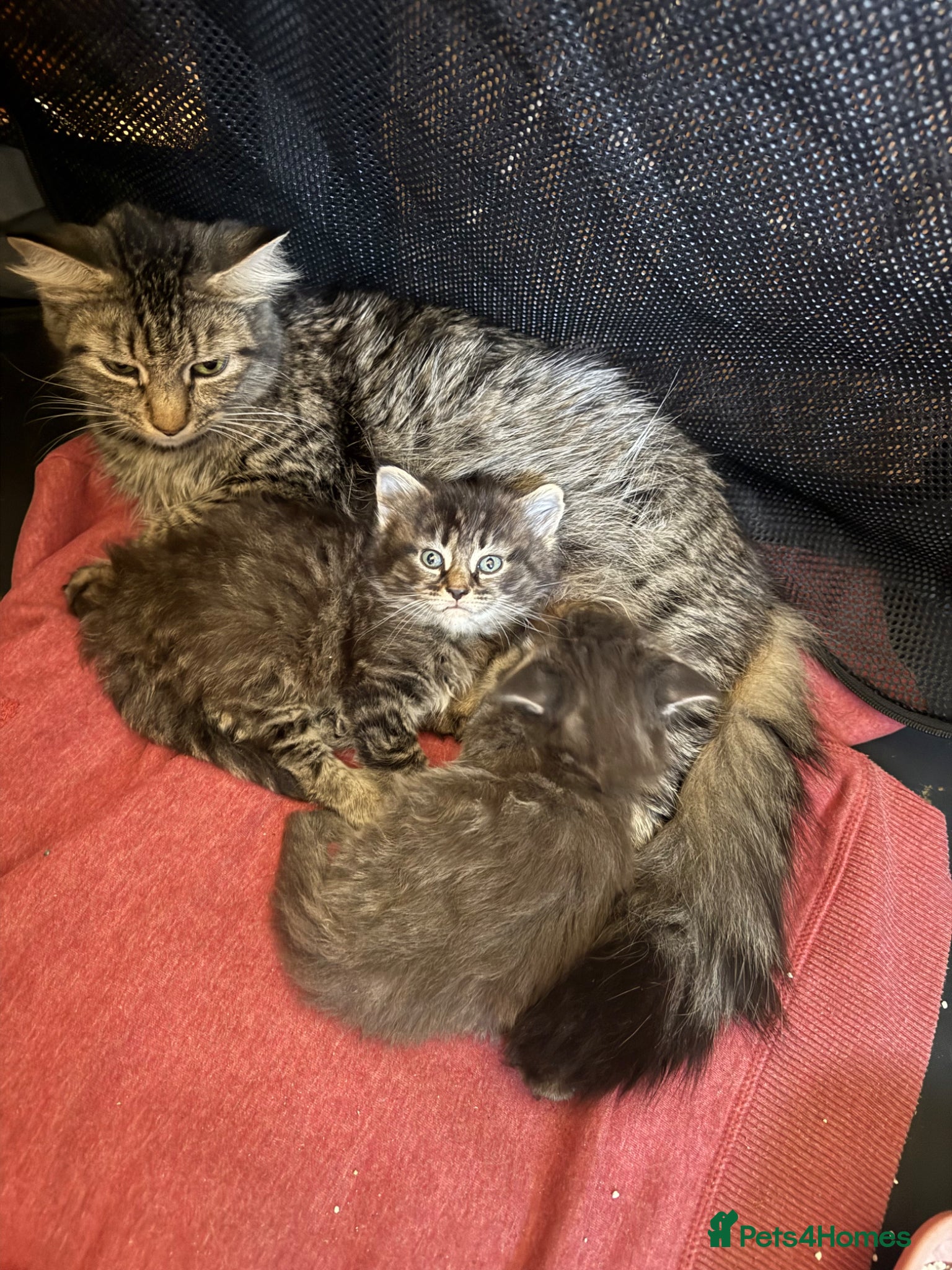 Maine Coon cats for sale: Beautiful Maine coone/British shorthair kittens  - Advert 5