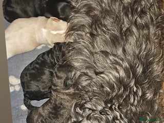 Mixed Breed dogs Beautiful Stunning Westiepoo Puppies - Advert 1